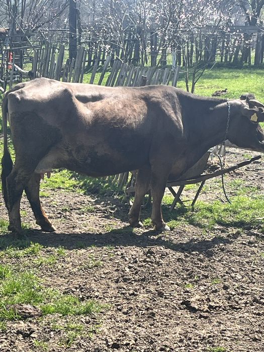 Vand Vaca De Prasila