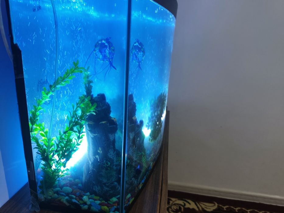 Akvaroium 100 litr,baliqlari ,ichidagi barcha aksessuarlar bilan