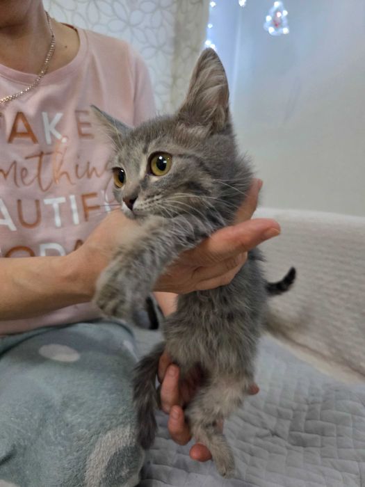 Котята маленьки красивые