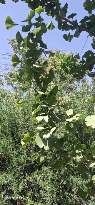 Дерево гинкго билоба  двухлопастный высота 7-8 метров в ташкенте