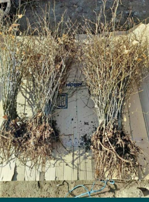 Puieți tratați cu prindere suta la suta.