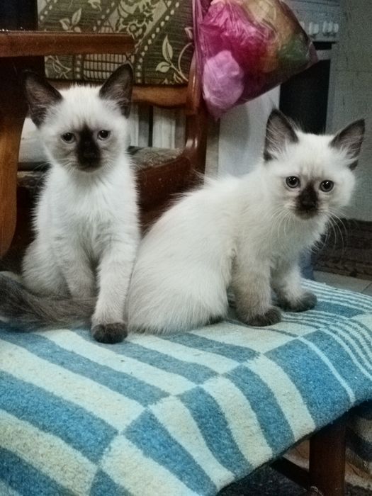 Котята тайцы-болинезы