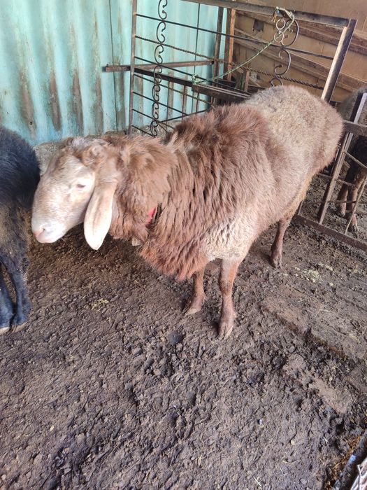 Зотга иккита кизил арашан хисори