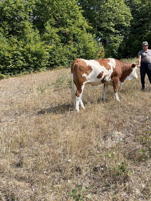 Vand juninca de 2 ani pentru mai multe detalii nr (0787) 781 230