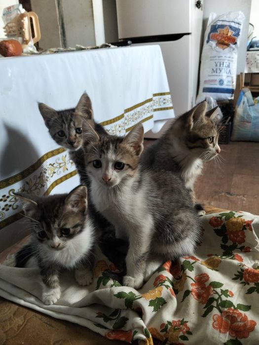 Отдам котят в хорошие руки.