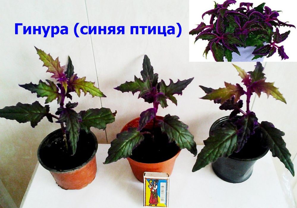Обмен. Растения.