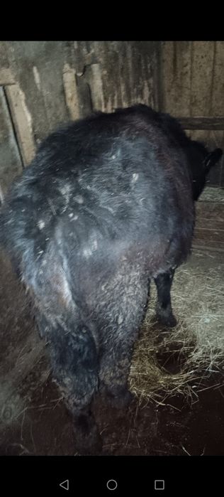 2 viței și o junincă