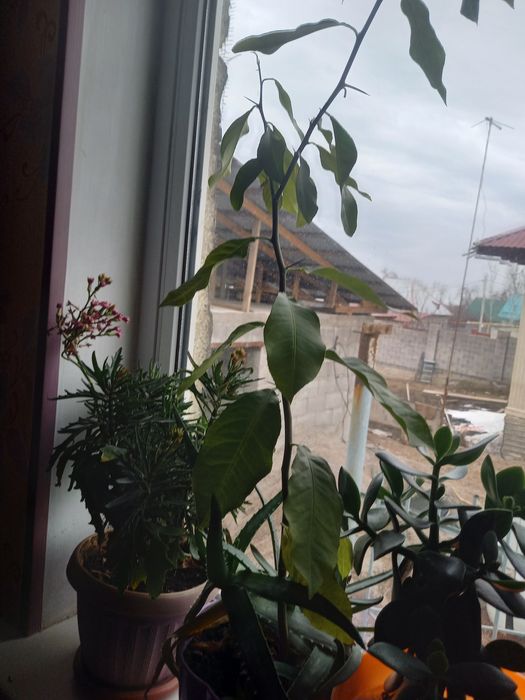 Комнатные цветы разных видов