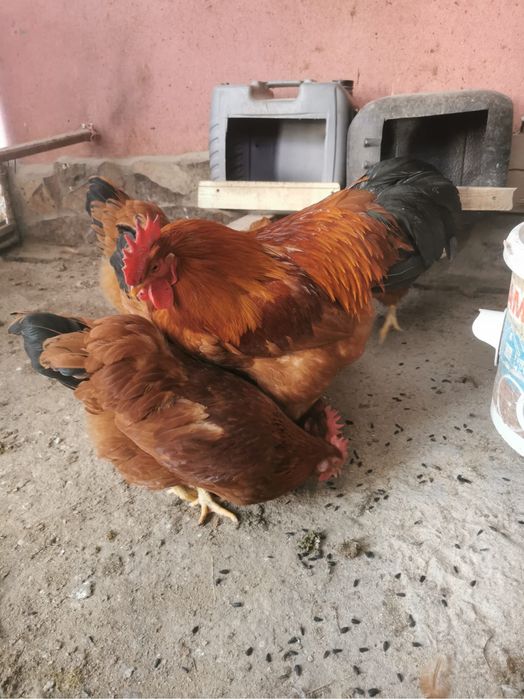 Se vinde familie Australorp si Newhamsi