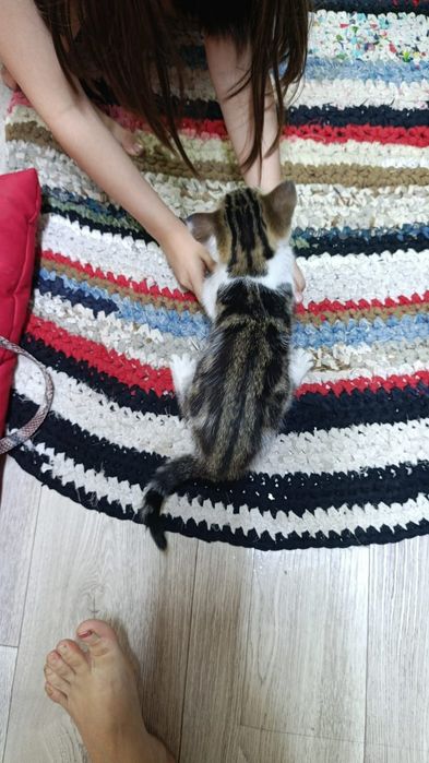 Продается кошечка
