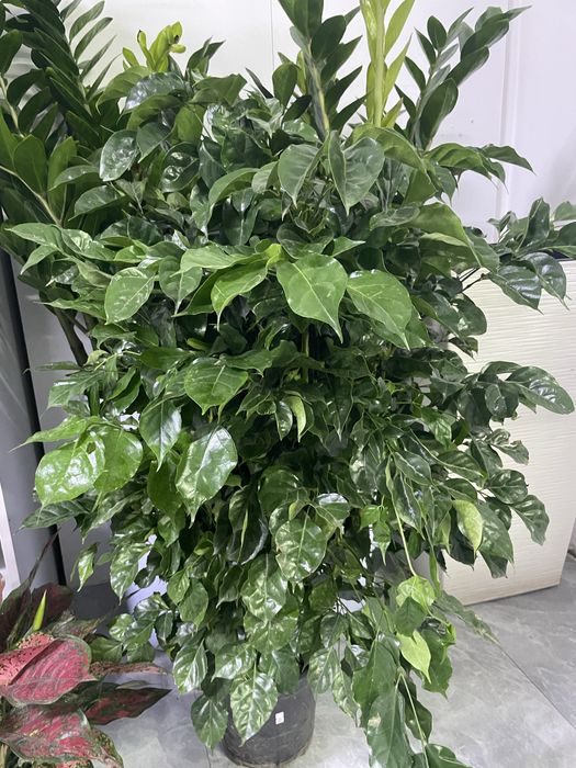 Комнатные цветы для дома и офиса