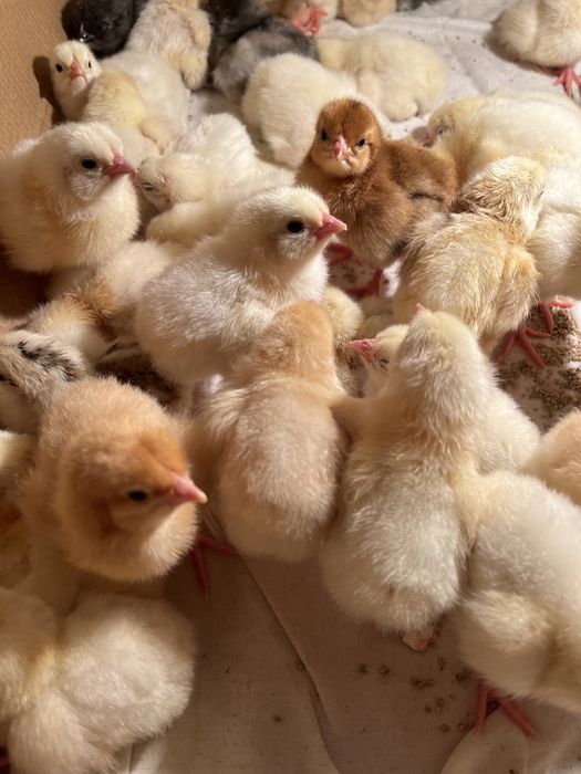 Продаются цыплята смешанные (алдер+джерси)