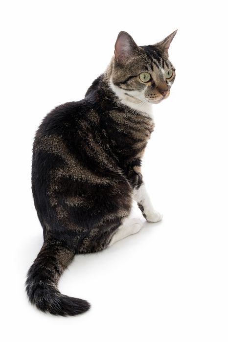 Котик ищет любящий дом