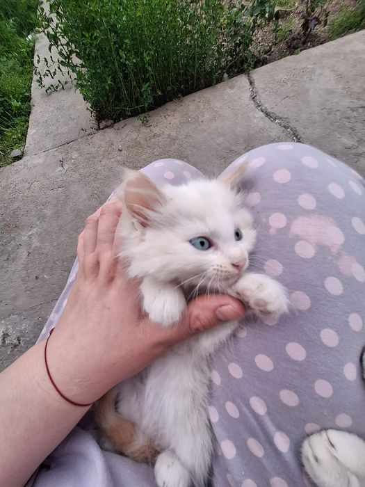 Котёнок мальчик сиамский