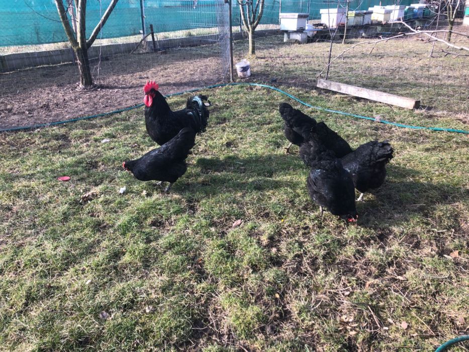 Vand oua marans și ameraucana