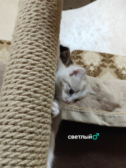 Отдаем котят в добрые руки