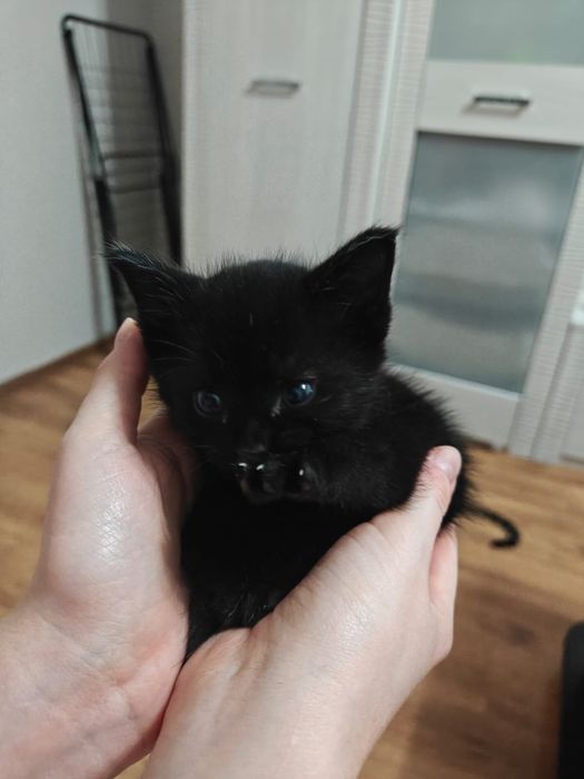 Котёнок мальчик в добрые руки