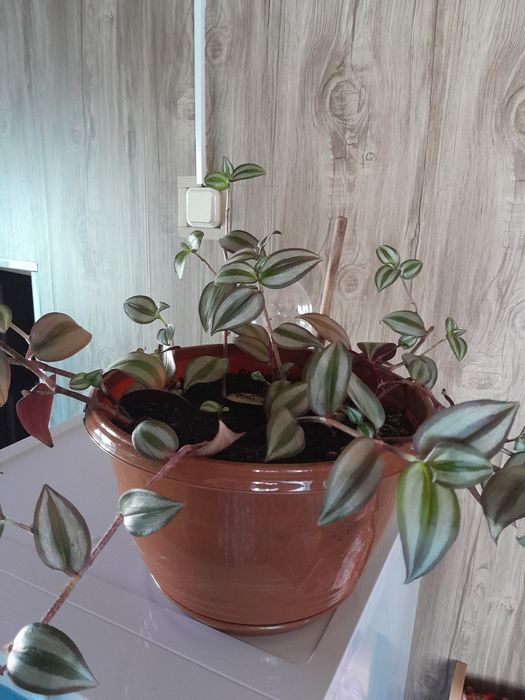Комнатные цветы. Продажа.