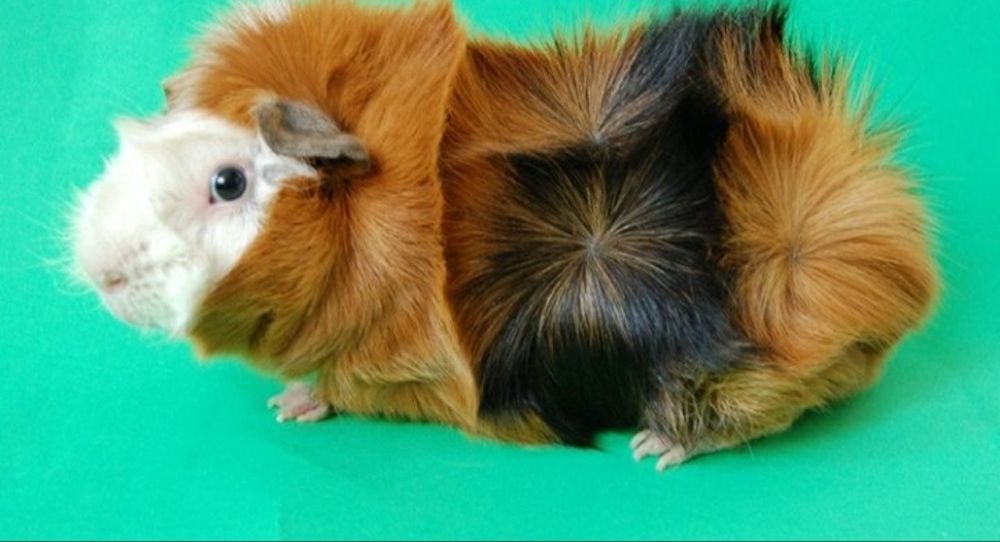 Морские свинки  продам