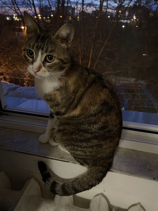 donez pisica in constanta! URGENT