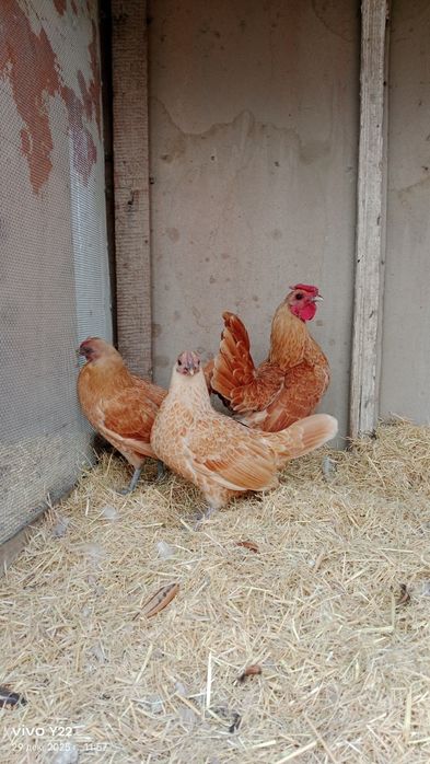 Сибрайт шамуалар сотилади