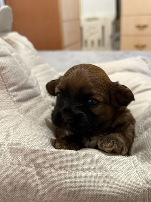 Продам щенков мальтипу, остались два мальчика.