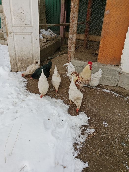 Тауықтар сатылады