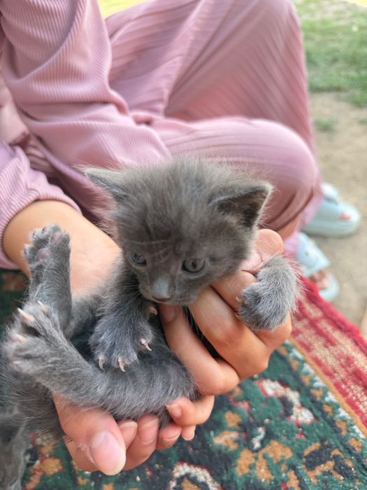 Маленькие котята в добрые руки