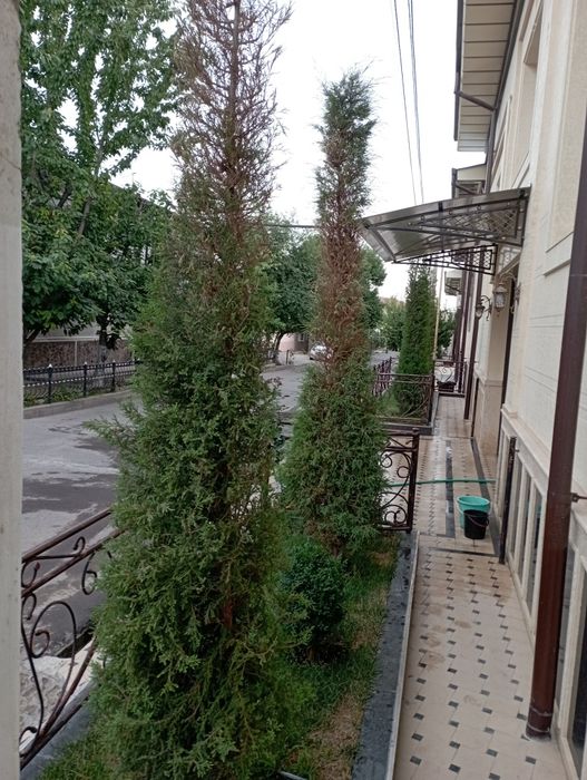 Daraxt kesish shakil berish dorilash