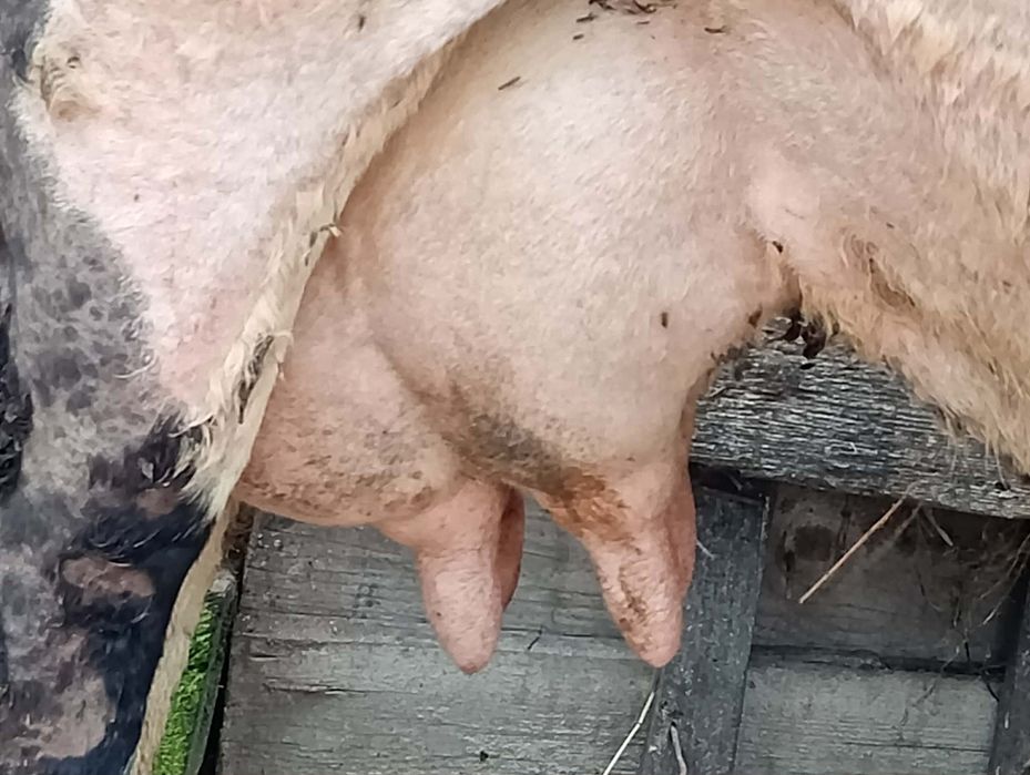 Vând vaca fătată recent