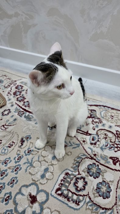 Взрослая Кошка в добрые руки