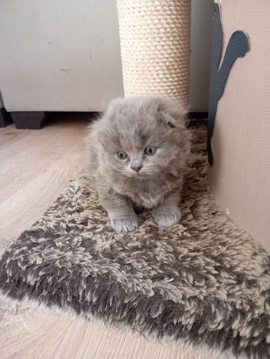 Продаются котята