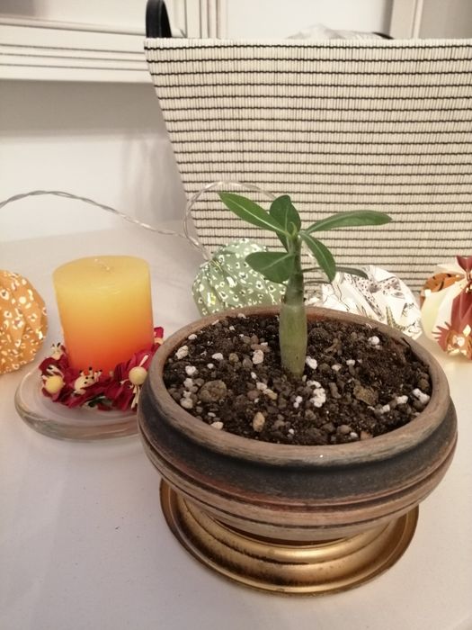 Trandafir de Deșert (Adenium Obesum) 6 luni - Plantă de Interior Exotică