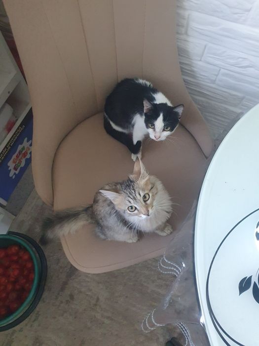 Котик девочка бесплатно