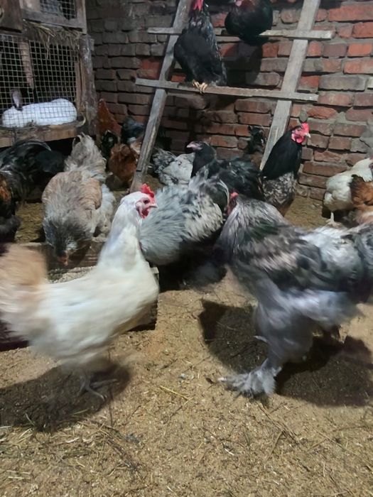 Продам петухов разных