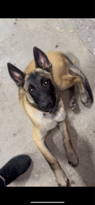 Бельгийская овчарка Малинуа