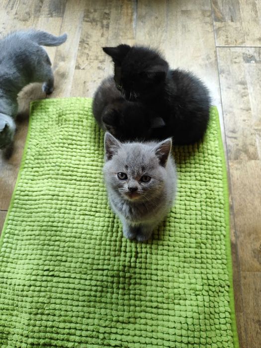 Котенца - късокосмести Британски