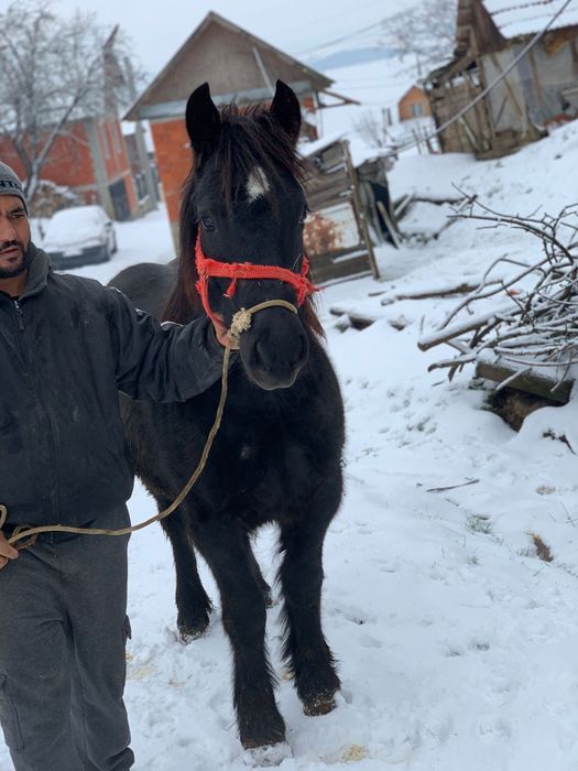 Manza de vanzare frumoasa cu forme fara defecte