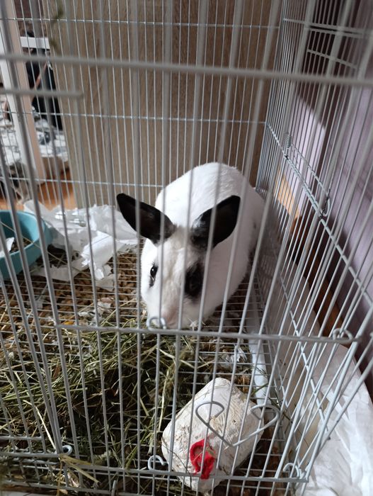 Кролик взрослый мальчик !