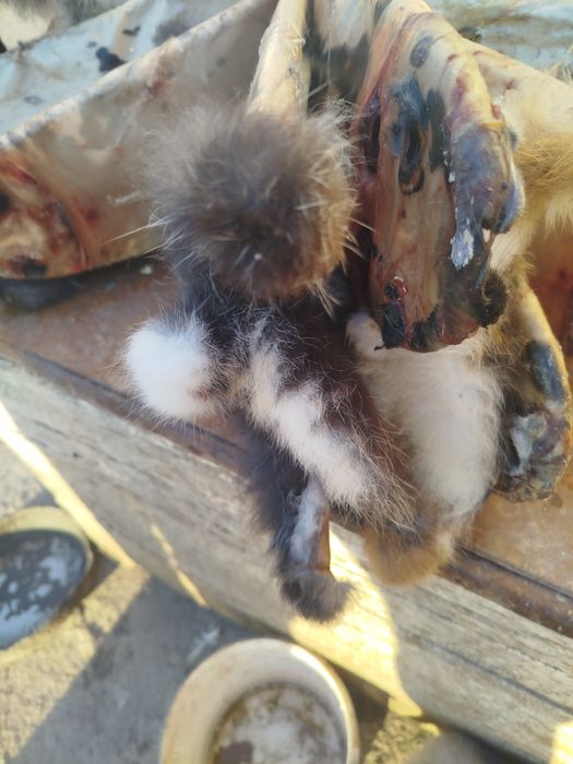 Шкуры кролика  продам