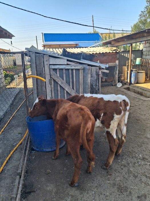 Продам телочек 2 головы