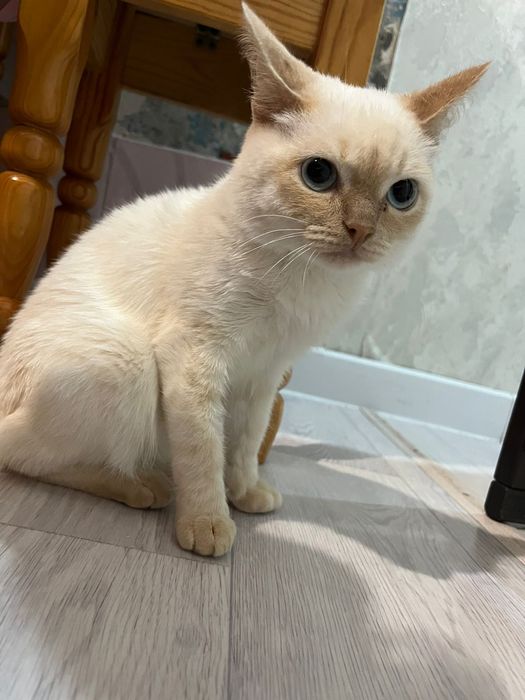 Отдам кота в добрые руки