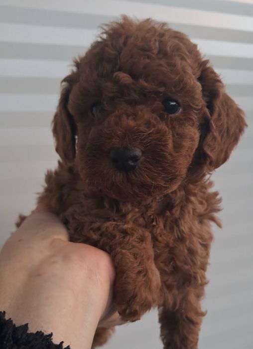 Пуделчета    Той