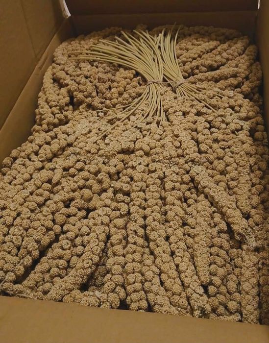 Vând hrană și spice mei papagali