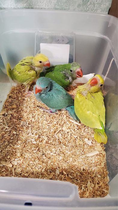 Micul Alexandru pui blanzi Alexander