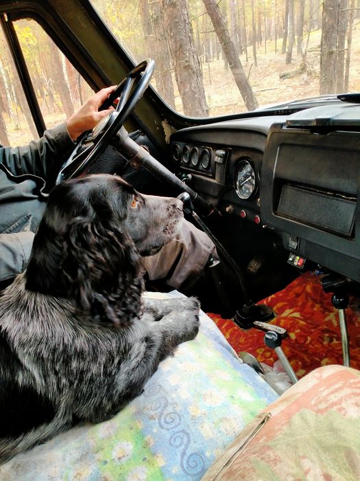 Собака спаниель кобель