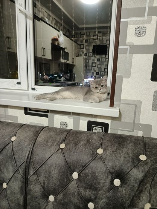 Mushuk sotiladi aqilli va yuvosh