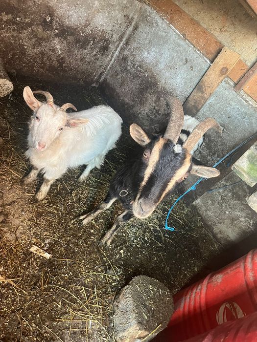 De vanzare sau schimb cu diverse