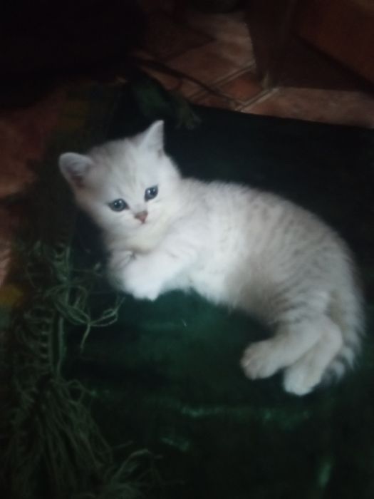 Британские серебристые шиншиллы