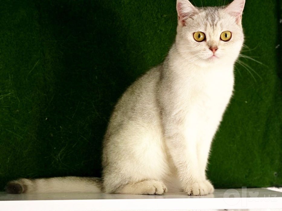 Serebrity shinshilla qiz